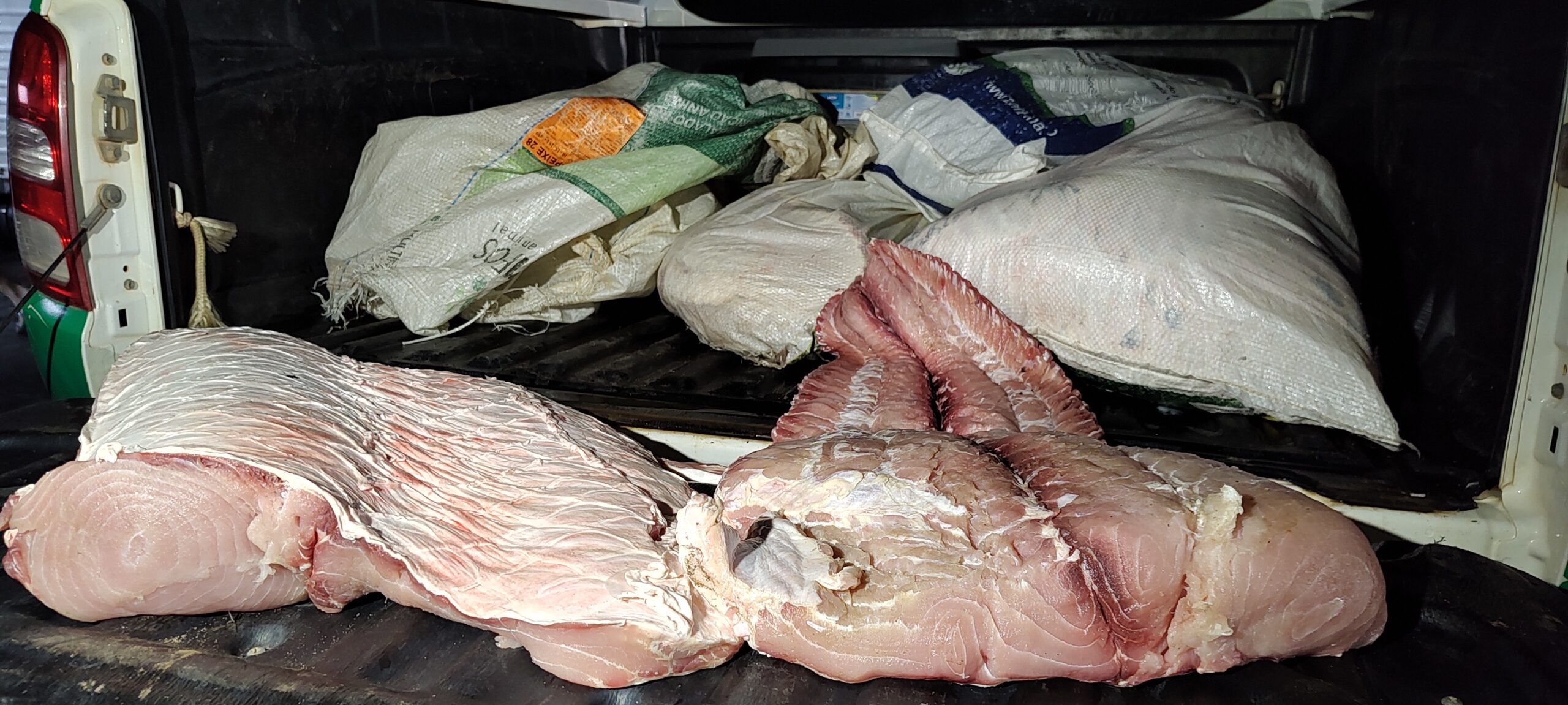 Sem nota: PM ambiental e SEDAM prende homem com 150kg de pirarucu.