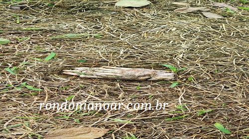 Informações que a equipes da PM, foi acionada na manhã desta quarta-feira (04/10), após um cachorro ser visto com um pé humano na boca. O sinistro ocorreu no patio de uma empresa as margens da Estrada do Belmont, área rural do bairro Nacional em Porto Velho. As informações dão conta que alguns moradores viram quando o cão passou carregando o resto humano após ter encontrado no barranco próximo ao Rio Madeira. O rabecão fez a remoção do resto mortal e encaminhou ao IML onde será analisado. O caso será investigado pela Polícia Civil. Fonte:rondonianoar.com.br
