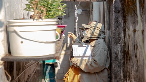 Manter os cuidados e desenvolver práticas de combate à dengue é um dever coletivo, que toda a população precisa adotar. Em alusão ao Dia Nacional de Combate à Dengue, celebrado no último domingo (19), a Prefeitura de Porto Velho, através da Secretaria Municipal de Saúde (Semusa), alerta sobre o papel importante que cada cidadão deve ter para evitar a proliferação do mosquito Aedes aegypti. Causador das doenças dengue, zika e chikungunya, o Aedes se reproduz justamente nas residências, onde existem lixos domésticos, como cascas de ovo, tampinhas, latas e garrafas vazias, pneus, calhas e outros recipientes, a exemplo de caixas d'água destampadas, pratos sob vasos de plantas ou qualquer objeto que possa armazenar água da chuva. A partir daí, o vírus da dengue pode ser transmitido ao homem principalmente por via vetorial, ou seja, pela picada de fêmeas infectadas no ciclo humano–vetor–humano. Uma vez contaminado, o indivíduo pode ter sintomas como febre alta, dor no corpo e articulações, dor atrás dos olhos, mal estar, falta de apetite, dor de cabeça e manchas vermelhas pelo corpo. Em Porto Velho, caso o paciente esteja com esses sintomas, ele deve, imediatamente, procurar as unidades de saúde mais próximas para fazer o exame e, caso tenha um diagnóstico positivo, já deve iniciar o tratamento. CONTRIBUIÇÃO COLETIVA A Semusa reforça a importância da população no combate à doença. Exemplo dessa contribuição em favor da vida, Rosângela das Chaves Leite, faz questão de garantir a limpeza do seu quintal para evitar a proliferação do mosquito. “Aqui em casa eu tenho a prática de manter tudo organizado e limpo, primeiro por conta das doenças e também porque eu gosto mesmo de deixar meu espaço limpo. Conviver com higiene é sempre bom, né? Então, eu não deixo recipientes e lixos com água, pois é perigoso”, relata dona Rosângela. Segundo a subgerente do Núcleo de Controle de Endemias, Malária e Dengue, Jussara Alves, essa atitude é importante e serve como exemplo. “O trabalho da Semusa é importante, mas com a população colaborando ficamos muito mais fortes. Entender como o mosquito se desenvolve é importante para todos, então esse trabalho da dona Rosângela é realmente uma atividade brilhante”, destaca Jussara. Neste ano, segundo dados do Departamento de Vigilância em Saúde (DVS), 986 casos de dengue foram registrados em Porto Velho. Números que estão bem abaixo de todo o registro do ano passado, quando 1.963 pessoas tiveram a confirmação da doença. Mas, esse dado não expõe a necessidade de relaxar. Essa conscientização da população precisará ser ainda mais reforçada no período que se aproxima, uma vez que começam as chuvas, época líder em elevação dos casos de dengue pelo país. AÇÕES CONJUNTAS Em todo o município, o Núcleo de Controle de Endemias, Malária e Dengue, do Departamento de Vigilância em Saúde (DVS), trabalha com estratégias a fim de evitar o surgimento de novos casos das doenças causadas pelo Aedes aegypti. Um dos métodos desenvolvidos é o Levantamento de Índice Rápido do Aedes aegypti (LIRAa) que acontece, pelo menos, quatro vezes ao ano. O objetivo do estudo é mapear quais as regiões com mais risco de proliferação do mosquito transmissor da dengue, zika e chikungunya. Castanheira, Cidade Nova, Floresta, Novo Horizonte e Mariana são os bairros onde o estudo apontou maior número de casos positivos de dengue e também lideram o índice de infestação do mosquito. O LIRAa ainda revelou o lixo como responsável por 80% dos criadouros do mosquito Aedes aegypti. Para isso, a Semusa elaborou uma estratégia de ação, que vai contar também com o apoio da Secretaria Municipal de Saneamento e Serviços Básicos (Semusb). “O trabalho será conjunto, pois o combate à dengue é uma preocupação constante da Prefeitura de Porto Velho. Vamos iniciar realizando atividades de casa em casa, promovendo a educação em saúde para a população, que é levar informações sobre a doença e, principalmente, orientando sobre o descarte correto do lixo”, explicou a secretária-adjunta municipal de Saúde, Marilene Penati. Em reunião entre Semusa e Semusb, ficou acordado que a prioridade será iniciar o trabalho nas regiões que apresentam maior índice de casos e infestação. O trabalho consiste em inspeção nos quintais, remoção mecânica dos criadouros, trabalho perifocal, entre outras atividades. PREVENÇÃO Essas atividades têm mais eficácia quando são desenvolvidas por pessoas como a dona Rosângela das Chaves Leite. A subgerente destaca que a limpeza periódica dos quintais feita pelos moradores é a ação mais eficaz no combate à dengue. “São coisas simples, que dá pra gente fazer e que a população precisa entender que o melhor trabalho de combate à dengue é limpeza, que tem que partir do próprio cidadão”, explica Jussara. Confira algumas medidas que podem ser adotadas: 1 – Mantenha bem tampados: caixas, tonéis e barris de água; 2 – Coloque o lixo em sacos plásticos e mantenha a lixeira sempre bem fechada; 3 – Não jogue lixo em terrenos baldios; 4 – Se for guardar garrafas de vidro ou plástico, mantenha-as sempre com a boca para baixo; 5 – Não deixe a água da chuva acumular sobre a laje e calhas entupidas; 6 – Encha os pratinhos ou vasos de planta com areia até a borda; 7 – Se for guardar pneus velhos em casa ou borracharias, retire toda a água e mantenha-os em locais cobertos, protegidos da chuva; 8 – Limpe as calhas com frequência, evitando que galhos e folhas possam impedir a passagem da água; 9 – Lave constantemente, com água e sabão, os recipientes utilizados para guardar água, pelo menos uma vez por semana; 10 – Os vasos de plantas aquáticas devem ser lavados com água e sabão, toda semana. É importante trocar a água desses vasos com frequência; 11- Piscinas e fontes decorativas devem ser sempre limpas e cloradas. Texto: João Muniz Foto: Wesley Pontes/ Semusa Superintendência Municipal de Comunicação (SMC)