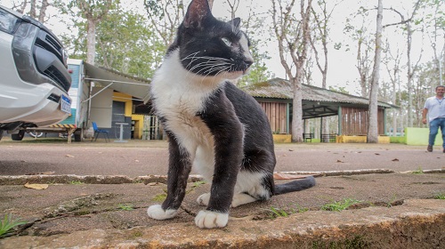 A Prefeitura de Porto Velho, por meio da Secretaria Municipal de Meio Ambiente e Desenvolvimento Sustentável (Sema), está cadastrando entidades e protetores de animais, para que possam receber gratuitamente o fornecimento de ração para gatos e cães, filhotes e adultos. “Nós estamos cumprindo o que determina a Lei Complementar Municipal n° 825/2020, sancionada pelo prefeito Hildon Chaves, que institui o programa de controle populacional, saúde e bem-estar de cães e gatos”, destacou o secretário titular da Sema, Robson Damasceno. Conforme estabelecido no edital de chamamento público nº 01/GAB/SEMA/2023, poderão se habilitar para cadastro “as entidades, protetores (as) avulsos e seus congêneres ligadas à proteção e defesa animal, aptas nos termos das leis vigentes e contempladas por este edital”. Esse mesmo documento também pode ser obtido diretamente no portal da Sema na internet, na aba INFORMAÇÕES, ou de forma presencial por meio de pendrive ou cartão de memória, na Gerência de Proteção Animal da secretaria, no Departamento de Proteção e Conservação Ambiental, localizado no terceiro andar do prédio. A Secretaria Municipal de Meio Ambiente e Desenvolvimento Sustentável (Sema) está localizada na rua General Osório, nº 81, Centro, próximo à rua Almirante Barroso. O telefone de contato é (69) 98473-3320 O objetivo é cadastrar até 40 entidades e demais protetores de animais. No entanto, serão aceitas somente as inscrições que forem apresentadas em até 30 dias corridos após a publicação do edital, desde que atendam a todos os requisitos especificados. CONFIRA OS ANEXOS DO EDITAL: ANEXO I - REQUERIMENTO DE CADASTRAMENTO ANEXO II - CRONOGRAMA PREVISTO ANEXO III - MEMÓRIA DE CÁLCULO ANEXO IV - ESPECIFICAÇÕES NUTRICIONAIS FABRICANTE ANEXO V - PREGÃO AQUISIÇÃO RAÇÃO Texto: Augusto Soares Foto: Leandro Morais Superintendência Municipal de Comunicação (SMC)
