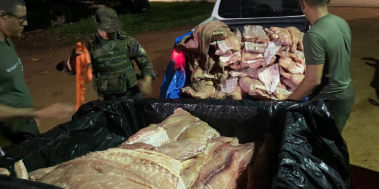 COMERCIANTE É PRESO POR TRANSPORTAR ILEGALMENTE UMA TONELADA DE PIRARUCU NO VALE DO GUAPORÉ