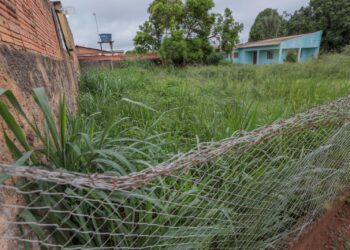 Atualização:Departamento de Postura da Prefeitura segue com fiscalização de terrenos baldios