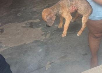 URGENTE: POLÍCIA MILITAR PRENDE HOMEM POR MAUS-TRATOS DE ANIMAIS