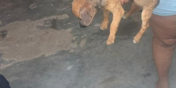 URGENTE: POLÍCIA MILITAR PRENDE HOMEM POR MAUS-TRATOS DE ANIMAIS