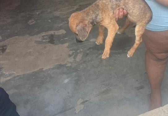 URGENTE: POLÍCIA MILITAR PRENDE HOMEM POR MAUS-TRATOS DE ANIMAIS