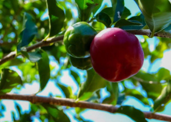Alan Queiroz solicita entrega de kits de irrigação aos municípios de Rondônia
