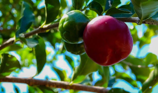 Alan Queiroz solicita entrega de kits de irrigação aos municípios de Rondônia