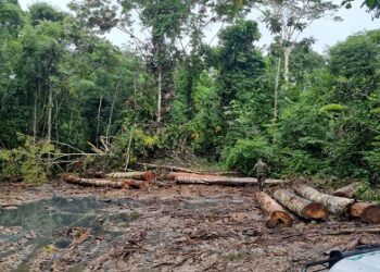 POLICIA MILITAR DESCOBRE DEPÓSITO ILEGAL DE MADEIRA EM OPERAÇÃO AMBIENTAL