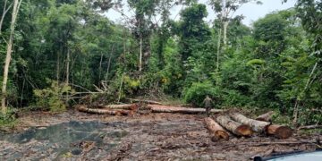 POLICIA MILITAR DESCOBRE DEPÓSITO ILEGAL DE MADEIRA EM OPERAÇÃO AMBIENTAL