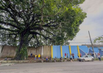 CASTANHEIRA CENTENÁRIA: Técnicos estudam a saúde da árvore para execução de futuros projetos