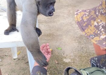 POLÍCIA MILITAR AMBIENTAL É ACIONADA PARA RESGATAR MACACO-BARRIGUDO MANTIDO IRREGULARMENTE EM PORTO VELHO