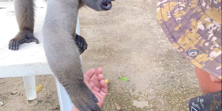 POLÍCIA MILITAR AMBIENTAL É ACIONADA PARA RESGATAR MACACO-BARRIGUDO MANTIDO IRREGULARMENTE EM PORTO VELHO