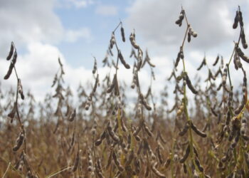 Cresce o número de propriedades cadastradas para cultivo de soja em Rondônia