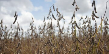 Cresce o número de propriedades cadastradas para cultivo de soja em Rondônia