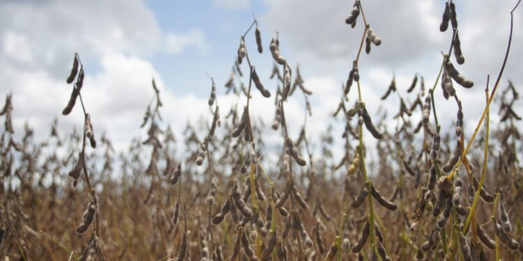 Cresce o número de propriedades cadastradas para cultivo de soja em Rondônia