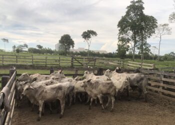 DUPLA É PRESA EM FLAGRANTE COM CAMINHÃO CARREGADO DE GADO ROUBADO