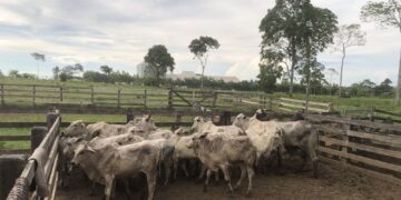 DUPLA É PRESA EM FLAGRANTE COM CAMINHÃO CARREGADO DE GADO ROUBADO