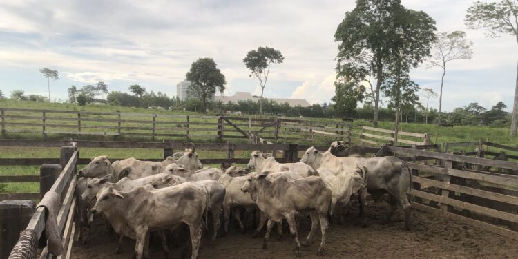 DUPLA É PRESA EM FLAGRANTE COM CAMINHÃO CARREGADO DE GADO ROUBADO