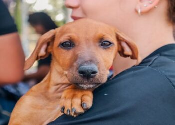 CAUSA ANIMAL: Prefeitura de Porto Velho realiza mais uma entrega de ração para protetores de cães e gatos cadastrados na Sema