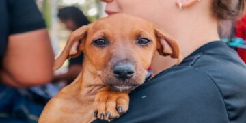 CAUSA ANIMAL: Prefeitura de Porto Velho realiza mais uma entrega de ração para protetores de cães e gatos cadastrados na Sema