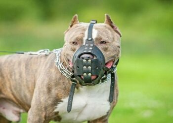 Regulamentação de cães agressivos: Cláudia de Jesus propõe focinheiras em áreas públicas