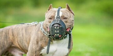 Regulamentação de cães agressivos: Cláudia de Jesus propõe focinheiras em áreas públicas