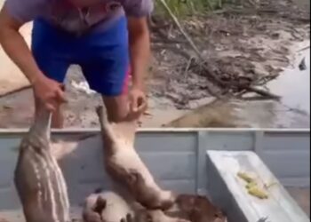 CAÇA ILEGAL: POLÍCIA MILITAR DE RONDÔNIA E SEDAM LOCALIZAM CAÇADORES EM CALAMA.