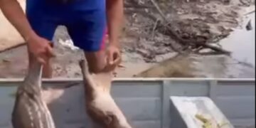 CAÇA ILEGAL: POLÍCIA MILITAR DE RONDÔNIA E SEDAM LOCALIZAM CAÇADORES EM CALAMA.