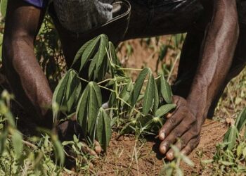 Famílias de Rondônia serão contempladas pelo Bolsa Verde do governo federal