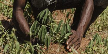 Famílias de Rondônia serão contempladas pelo Bolsa Verde do governo federal