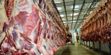 Exportações de carne bovina crescem e ultrapassam 960 milhões de dólares em Rondônia