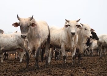 Com maior rebanho do Estado, Porto Velho contribui para exportação da carne bovina de Rondônia