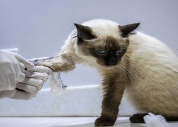 Clínica veterinária pública será lançada na capital