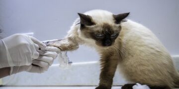 Clínica veterinária pública será lançada na capital
