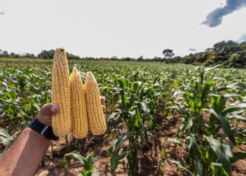 Porto Velho lidera a produção de soja em Rondônia e se consolida como nova fronteira agrícola