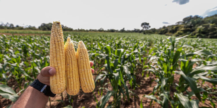 Porto Velho lidera a produção de soja em Rondônia e se consolida como nova fronteira agrícola