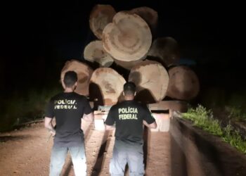 PF intensifica ações de combate ao comércio ilegal de madeiras extraídas de terras indígenas em RO