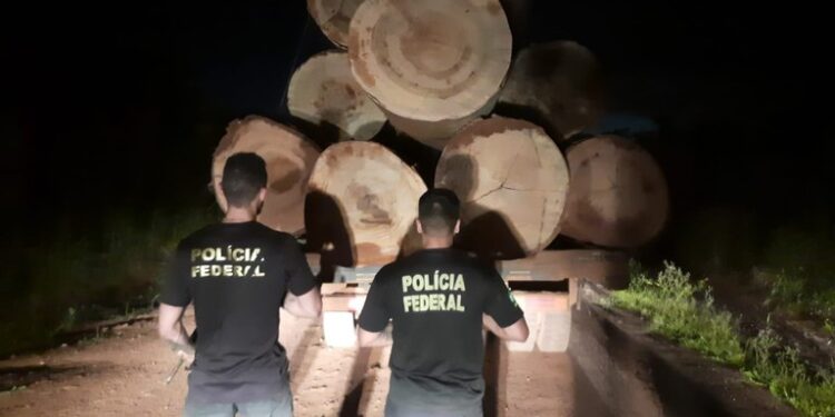 PF intensifica ações de combate ao comércio ilegal de madeiras extraídas de terras indígenas em RO