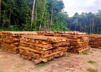 LEILÃO DE MADEIRAS EM VILHENA: OPORTUNIDADE PARA ADQUIRIR MOURÕES E LASCAS DE ITAÚBA