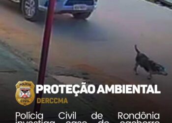 POLÍCIA CIVIL DE RONDÔNIA INVESTIGA CASO DE CACHORRO ATROPELADO POR MOTORISTA DE CAMINHONETE