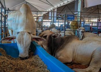 Fórum para Manutenção da Zona Livre de Febre Aftosa debate rastreabilidade bovina