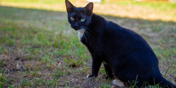Prefeitura de Porto Velho oferece atendimento veterinário e castração gratuita para cães e gatos