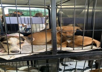 Mais de 20 animais ganham novos lares em feira de adoção promovida pela vereadora Márcia Socorristas Animais