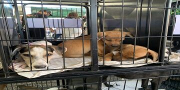 Mais de 20 animais ganham novos lares em feira de adoção promovida pela vereadora Márcia Socorristas Animais