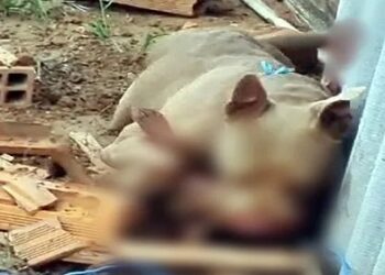 Pitbull mata filhote e causa pânico
