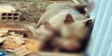 Pitbull mata filhote e causa pânico