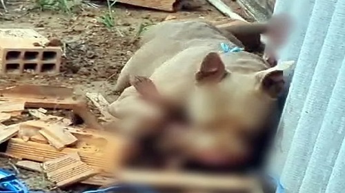 Pitbull mata filhote e causa pânico