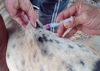 Prefeitura leva vacinação contra a raiva para cães e gatos ao assentamento Joana D’Arc