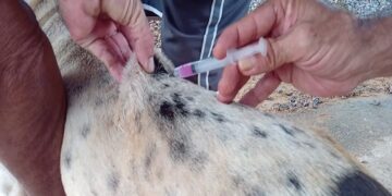 Prefeitura leva vacinação contra a raiva para cães e gatos ao assentamento Joana D’Arc