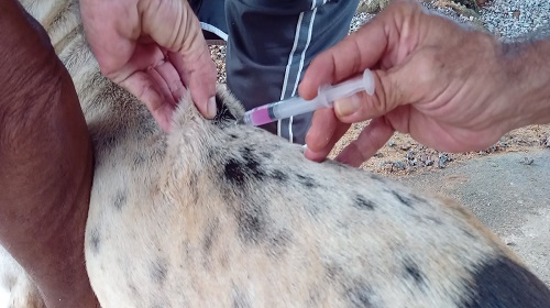 Prefeitura leva vacinação contra a raiva para cães e gatos ao assentamento Joana D’Arc